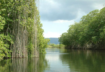 Black River Jamaica